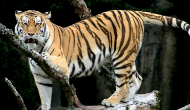 Infanticide in Animals – Causes and Consequences