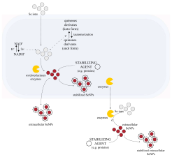 Ion-Mediated Protein Adsorption Research Breakthrough