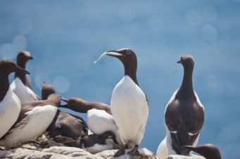 Marine Heatwave Devastates Alaska’s Common Murre Population