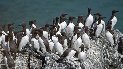 Marine Heatwaves and Seabird Population Decline