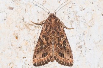 Moths Use Plant Sounds for Egg Laying Decisions