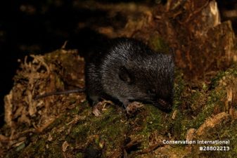 New Species Discovered in Peru’s Amazon Expedition