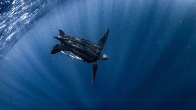 Ocean Species Face Thermal Limits Due to Warming