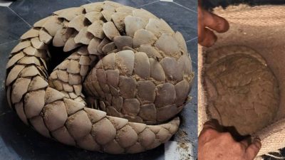 Pangolin Smuggling Crisis in Telangana