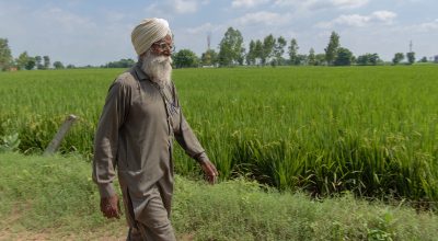 Punjab Tomato Processing Challenges and Solutions