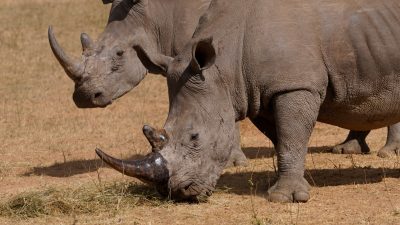 Rhino Poaching Funding Terrorism in North-East India