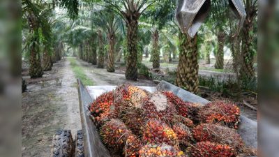 Rising Palm Oil Prices Impact Consumer Goods Sector