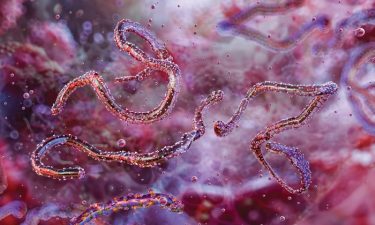 Rwanda’s First Marburg Virus Outbreak Declared Over
