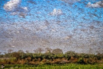 Scientists Develop New Model to Predict Desert locust’s Migratory Behaviour