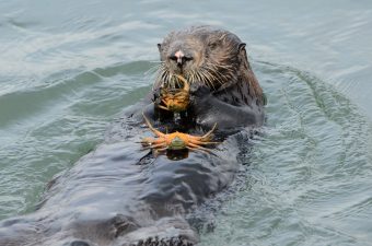Sea Otters Combat Invasive Green Crabs in California