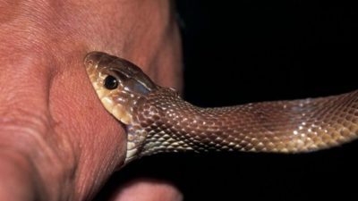 Snakebites in India – A Public Health Challenge