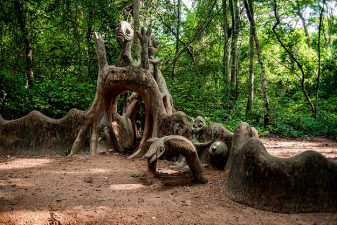 Supreme Court’s Landmark Judgement on Sacred Groves