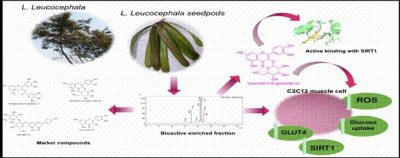Therapeutic Potential of Subabul Seedpods