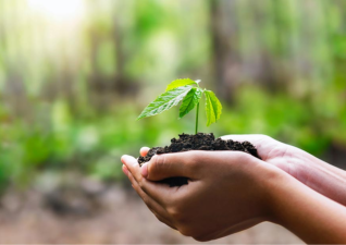 Tree Conservation and Legal Oversight in India