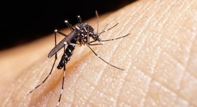 Zika Virus Transmission Variability in Africa
