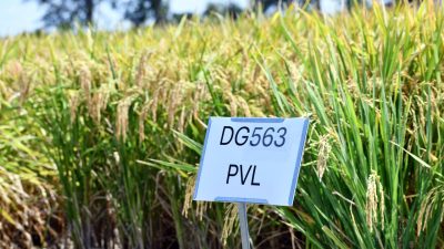 Agricultural Credit Flow Surpasses Targets in 2025