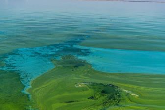 Impact of COVID-19 on Global Biodiversity Monitoring
