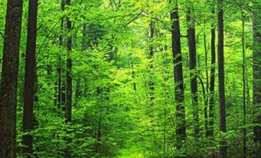 Amendments to India’s Forest Conservation Act