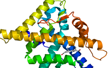 Androgen Receptors – Key to Avian Sexual Development