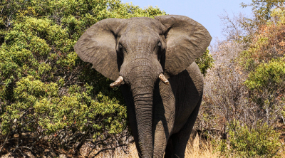 Assam’s Elephant Population Surges in 2024