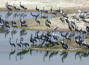 Current Status of H5N1 Avian Influenza Outbreak