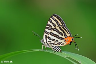 Biodiversity Milestone – Banded Royal Butterfly Discovery
