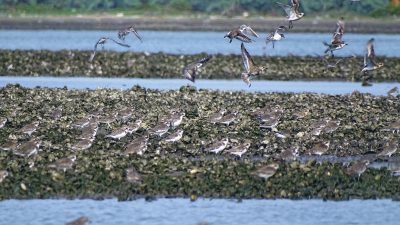 Bird Census Highlights Changes at Chilika Lake