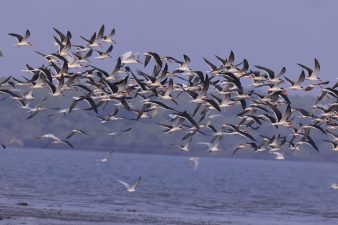 Bird Census Highlights in Godavari Estuary 2025