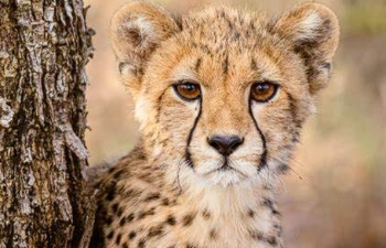 Cheetah Reintroduction Project in India