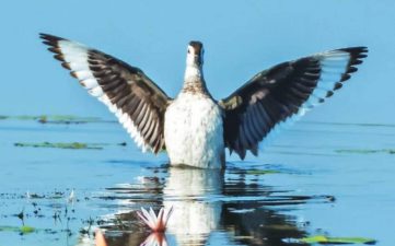Decline in Waterbird Species in Pathanamthitta