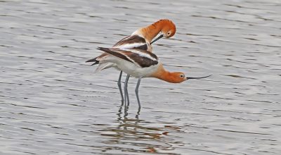 Decline of Wading Birds in Southern India Wetlands