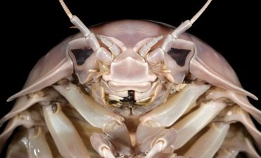 Discovery of Darth Vader Sea Bug