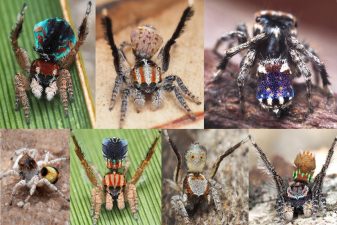 Discovery of New Venomous Spider Species in Australia