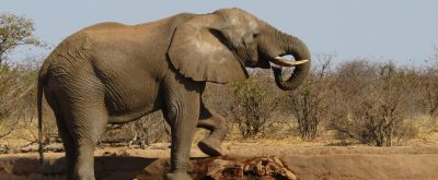Elephant Spotted in Namdapha National Park After 12 Years