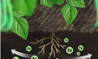 Reducing Nitrogen Dioxide Emissions to Boost Crop Yields