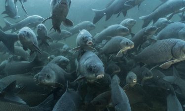 Freshwater Species Face Threat of Extinction