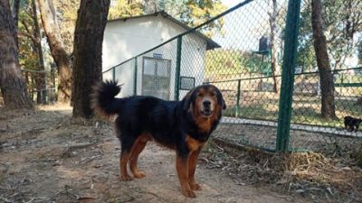 Gaddi Dog Breed Officially Recognised in India
