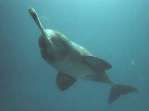 Gangetic Dolphins Survey