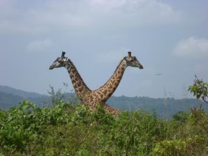 Giraffe Conservation – Urgent Need for Taxonomic Reassessment