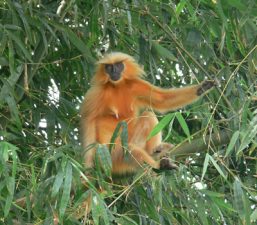Golden Langur Conservation Efforts in Assam