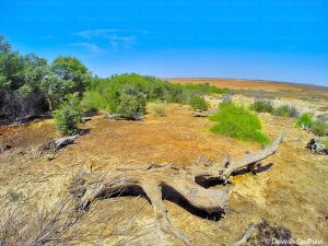 Gujarat Declares First Biodiversity Heritage Site