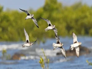 Gujarat’s First Coastal Bird Census in 2025