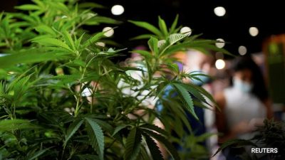 Himachal Pradesh Approves Pilot Cannabis Cultivation Project