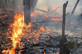 Impact of Tropical Forest Loss on Biodiversity