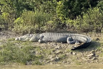 Increase in Saltwater Crocodile Population in Odisha
