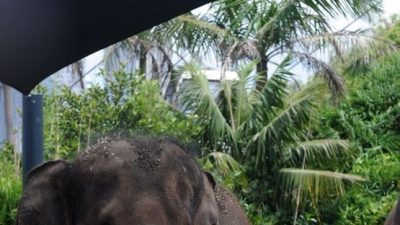 Kerala Elephant Incidents Spark Animal Welfare Debate