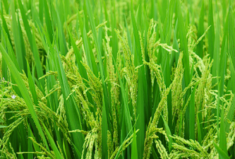 Kharif Rice Procurement Trends in 2024