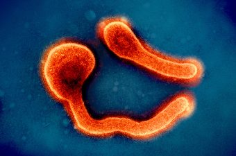 Marburg Virus Outbreak in Tanzania – Key
