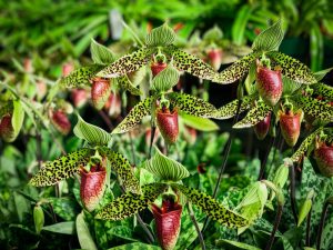 Mycorrhizal Fungi in Plant Conservation Efforts