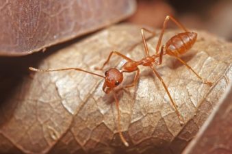New Ant Species Discovered in Western Ghats Region